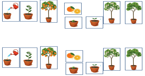 3. Sınıf Fen Bilimleri Bitkilerin Hayat Döngüsü İnteraktif Defter Etkinliği 2