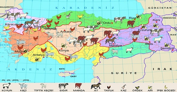 Türkiye Hayvancılık Haritası 1
