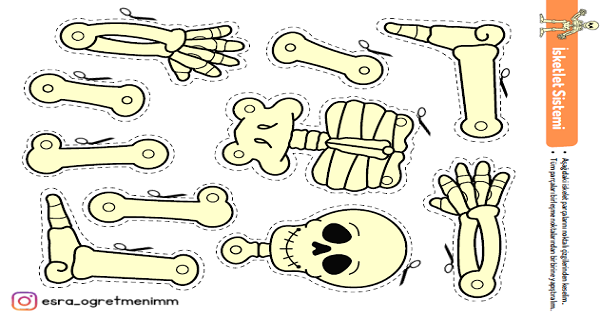 1.Sınıf İlk Okuma Yazma (İ-i Sesi) İskelet Yapalım-Kes-Yapıştır