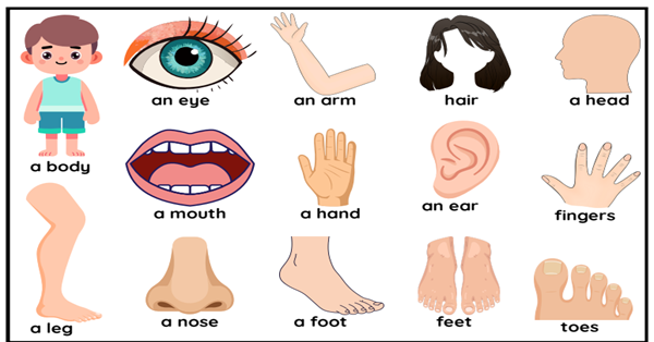 2.Sınıf 3.Tema Personal Life Body Parts Deftere Yapıştırma