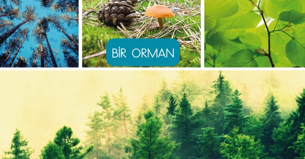 2026-2027 3.Sınıflar Türkçe Dinleme Metni-Bir Orman