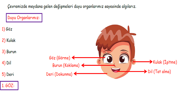 3.Sınıf Fen Bilimleri Duyu Organlarımız Konu Özeti, Etkinlik ve Test Çalışmaları