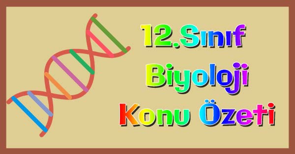12.Sınıf Biyoloji Genetik Şifre ve Protein Sentezi Konu özeti