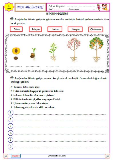 3. Sınıf Fen Bilimleri Bitkinin Gelişimi Etkinliği