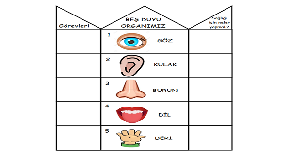 3.Sınıf Fen Bilimleri Beş Duyu Organı İnteraktif Defter Çalışması