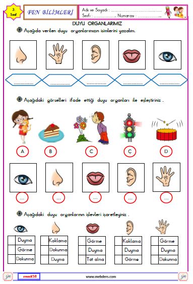 3. Sınıf Fen Bilimleri Duyu Organlarımız Etkinliği 1