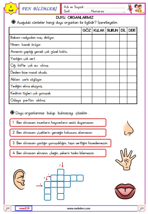 3. Sınıf Fen Bilimleri Duyu Organlarımız Etkinliği 3