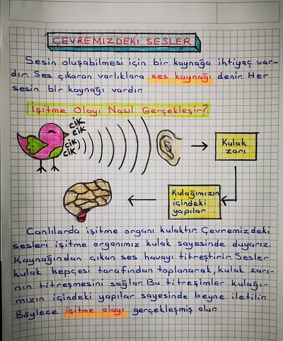 3.Sınıf Fen Bilimleri Çevremizdeki Sesler, Sesin İşitmedeki Rolü Konu Özeti