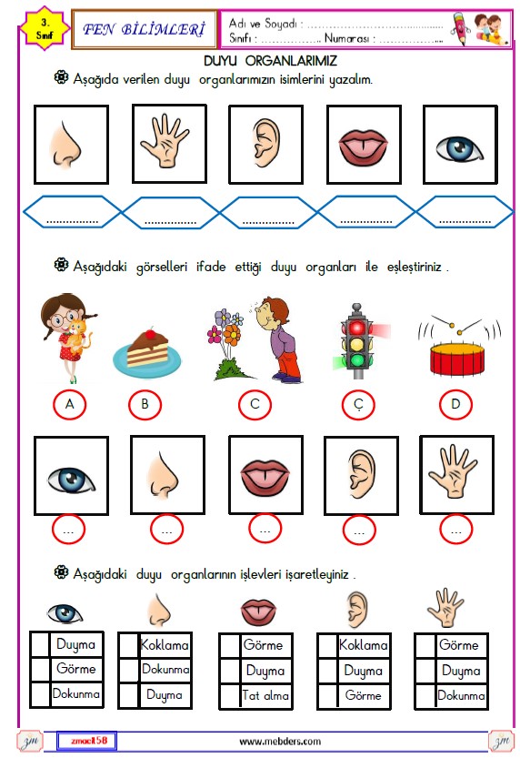 3. Sınıf Fen Bilimleri Duyu Organlarımız Etkinliği 1