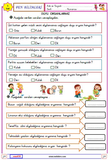 3. Sınıf Fen Bilimleri Duyu Organlarımız Etkinliği 2