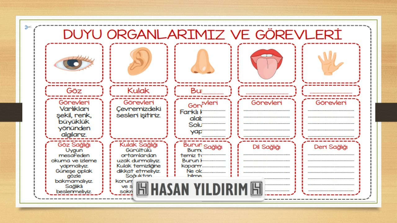 Duyu Organlarımız ve Görevleri (Dolu ve Boş Şablon)