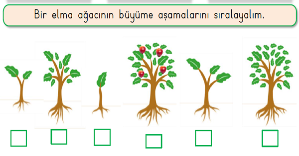 1.Sınıf Hayat Bilgisi Çevremizdeki Bitkiler Etkinliği