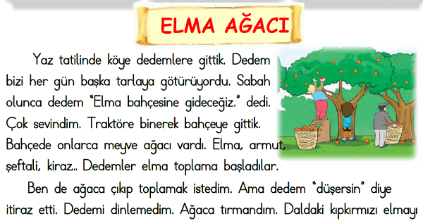 1.Sınıf Türkçe  Okuma Anlama (Elma Ağacı)-4