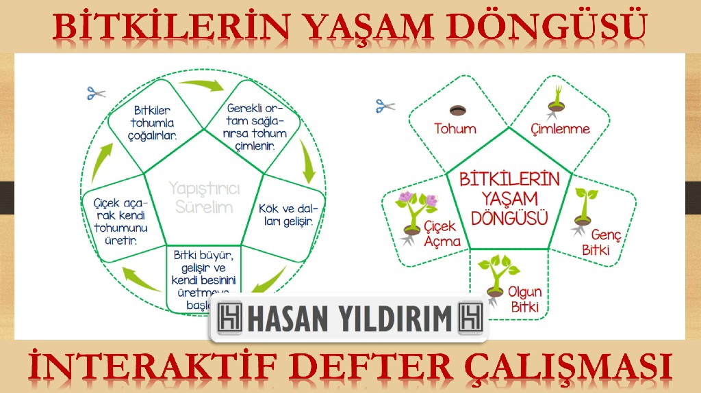 Bitkilerin Yaşam Döngüsü İnteraktif Defter Çalışması