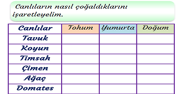 3.Sınıf Fen Bilimleri Canlıların Ortak Özellikleri Etkinliği