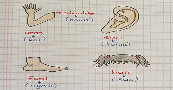 2.Sınıf İngilizce Unit 7 The Body Parts Ders Notları