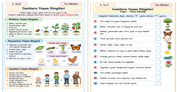 3. Sınıf Fen Bilimleri Canlıların Yaşam Döngüsü Etkinliği 2
