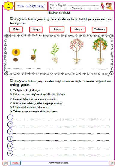 3. Sınıf Fen Bilimleri Bitkilerin Gelişimi Etkinliği