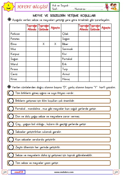 3. Sınıf Hayat Bilgisi Meyve ve Sebzelerin Yetişme Koşulları Etkinliği 3