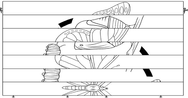Boya Katla Etkinliği (Agamograf) 18