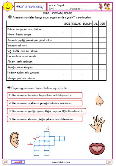 3. Sınıf Fen Bilimleri Duyu Organlarımız Etkinliği 3