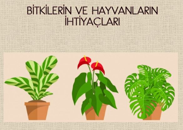 2. Sınıf Hayat Bilgisi Bitkilerin ve Hayvanların İhtiyaçları Powerpoint Sunumu