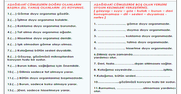 3. Sınıf - Fen Bilimleri Duyu Organlarının Temel Görevleri Etkinliği