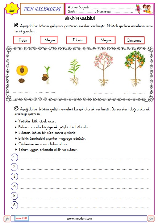 3. Sınıf Fen Bilimleri Bitkinin Gelişimi Etkinliği