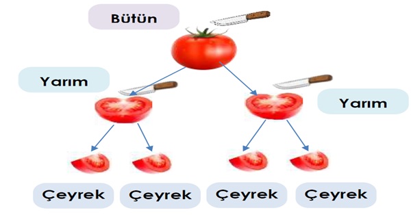 2.Sınıf Matematik Kesirler Etkinliği-1