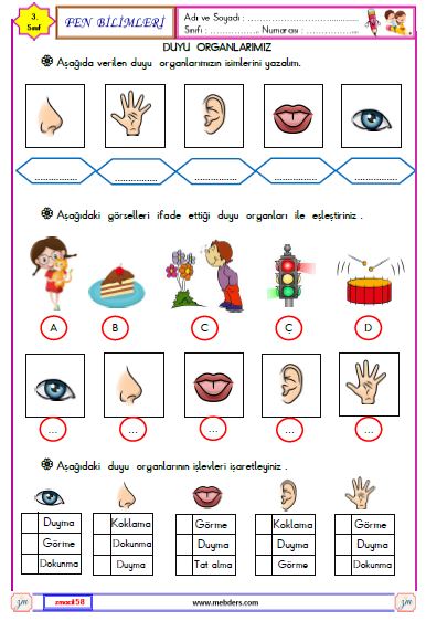 3. Sınıf Fen Bilimleri  Duyu Organlarımız Etkinliği 1