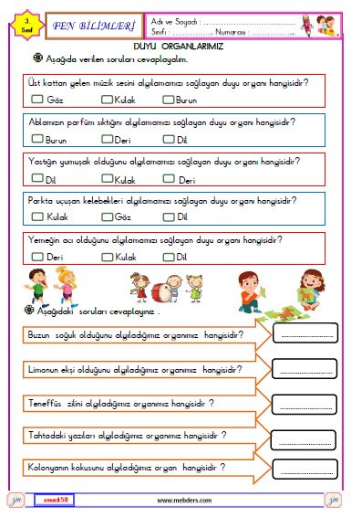 3. Sınıf Fen Bilimleri  Duyu Organlarımız Etkinliği 2