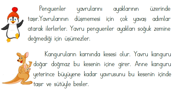 1.Sınıf Türkçe Hayvanlar ve Yavruları Okuma Çalışması ve Testi